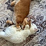 Cheddar And Sugar joined the competition — help win amazing prizes! kitten, cat, feline, pet, cute, sleeping, cuddle, fur, animal, domestic_animal, whiskers, tail, paws, resting, friendship, indoor, soft, playful, companionship, adorable