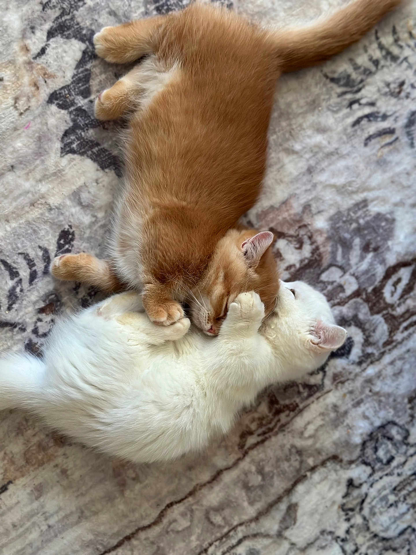 Cheddar And Sugar
