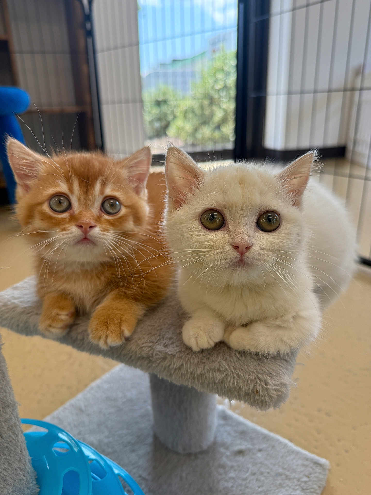 Cheddar And Sugar