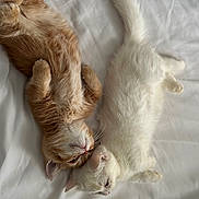 Cheddar And Sugar is registered to the contest to win money with this photo: adorable, animal, bed, cat, companions, cozy, cute, friendly, fur, indoor, kitten, orange_cat, pets, relaxed, resting, sleeping, soft, whiskers, white_cat, young_cat