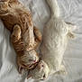 cat, kitten, orange_cat, white_cat, sleeping, bed, soft, fur, cute, pets, animal, resting, cozy, companions, young_cat, whiskers, indoor, friendly, adorable, relaxed