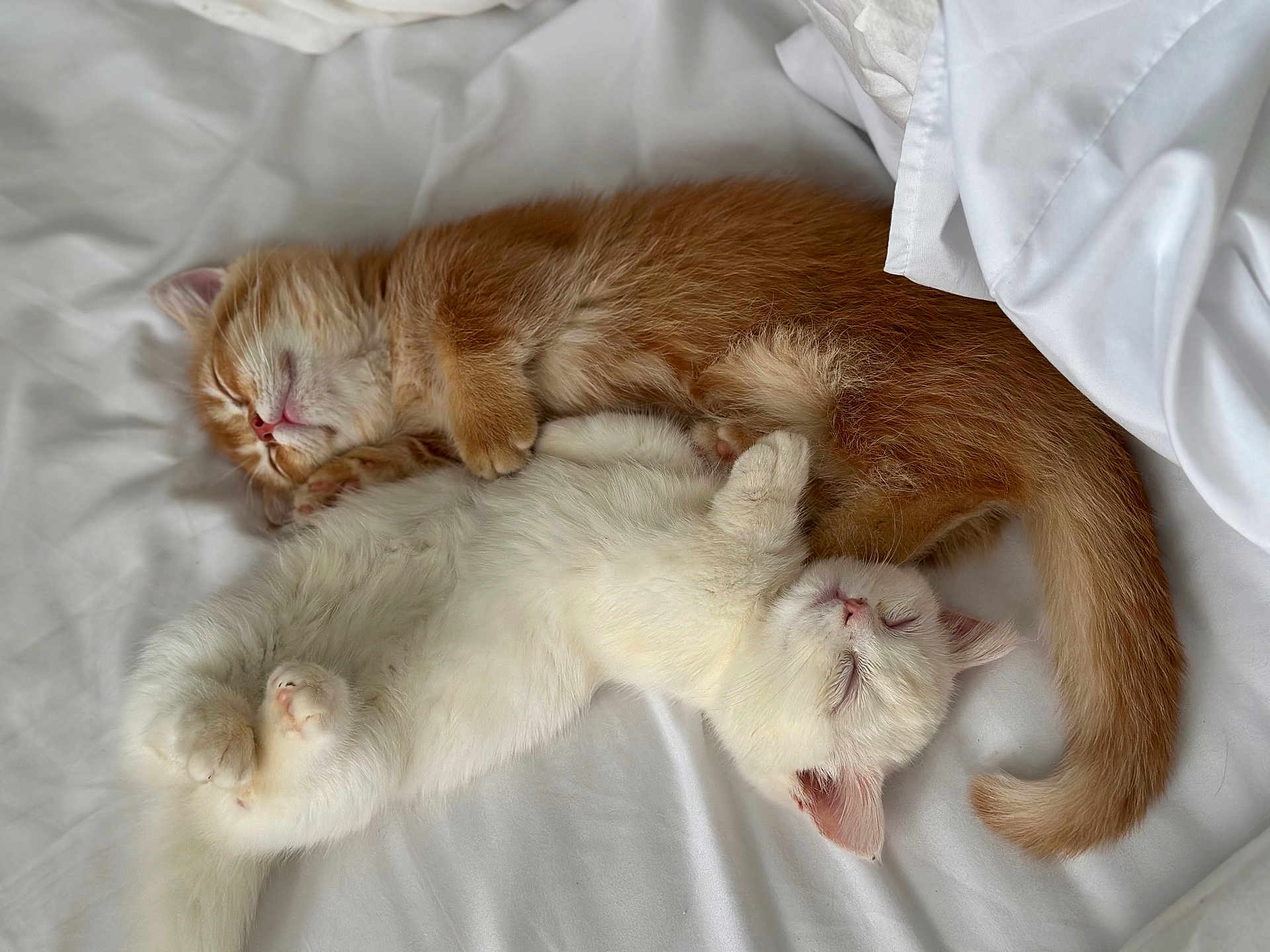 Cheddar And Sugar