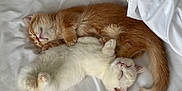 Cheddar And Sugar joined the competition — help win amazing prizes! animal, bed, blanket, cat, companion, cozy, cute, cute_animals, domestic_animal, feline, fur, kitten, orange, peaceful, pet, resting, sleeping, snuggling, soft, white