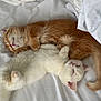 kitten, cat, sleeping, cute, feline, white, orange, fur, animal, pet, cozy, resting, bed, blanket, cute_animals, companion, domestic_animal, snuggling, peaceful, soft