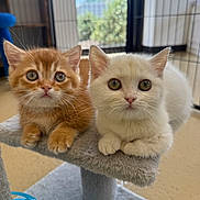 Cheddar And Sugar joined the competition — help win amazing prizes! kitten, cat, orange_cat, white_cat, pet, indoor, feline, cute, animal, young, cat_tree, toy, whiskers, ears, fur, playful, domestic, curious, close_up, floor