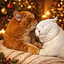 blanket, cat, christmas_lights, close_up, companion, cozy, cute, feline, festive, ginger_cat, holiday, indoor, ornaments, pets, relaxed, sleeping, snuggling, soft_texture, warm_lighting, white_cat