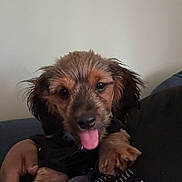 Prince joined the competition — help win amazing prizes! puppy, dog, tongue_out, wet_fur, cute, pet, animal, indoor, person, holding, black_shirt, dots, ears, fur, face, expression, young_dog, closeup, friendly, adorable