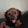 puppy, dog, tongue_out, wet_fur, cute, pet, animal, indoor, person, holding, black_shirt, dots, ears, fur, face, expression, young_dog, closeup, friendly, adorable