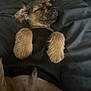 Prince joined the competition — help win amazing prizes! dog, sleeping, puppy, fur, black_clothing, blanket, bed, resting, cute, pet, animal, cozy, indoors, relaxed, ears, nose, paw, fur_texture, comfort, napping