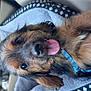 Prince joined the competition — help win amazing prizes! dog, tongue_out, pet_bed, car_seat, fluffy, cute, animal, relaxed, cozy, brown_fur, black_fur, blue_collar, close_up, indoor, companion, adorable, portrait, happy, small_dog, canine