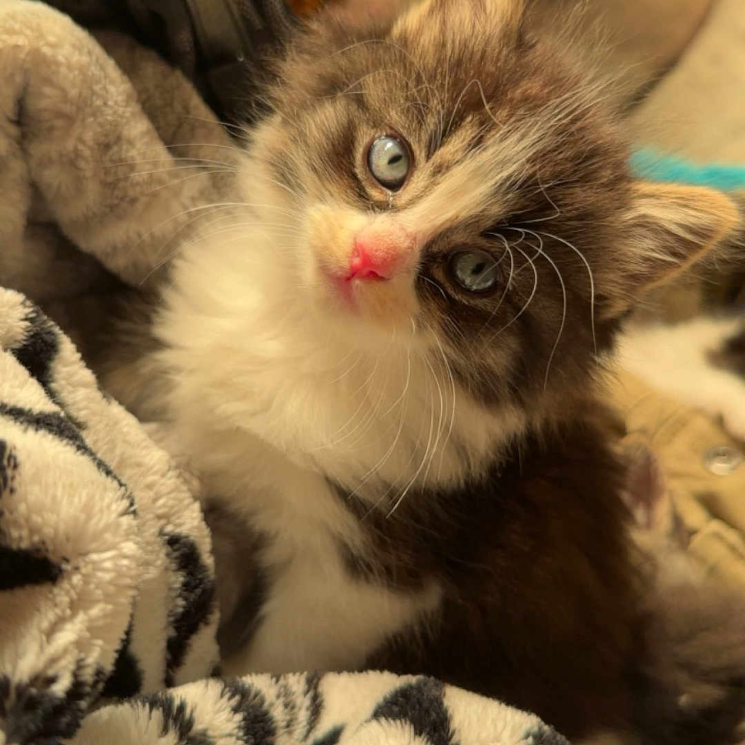 Weezer joined the competition — help win amazing prizes! abyssinian, angora, animal, blanket, cat, couch, face, head, indoors, kitten, manx, person, pet, photography, plush, portrait, quilt, siamese, tiger, toy