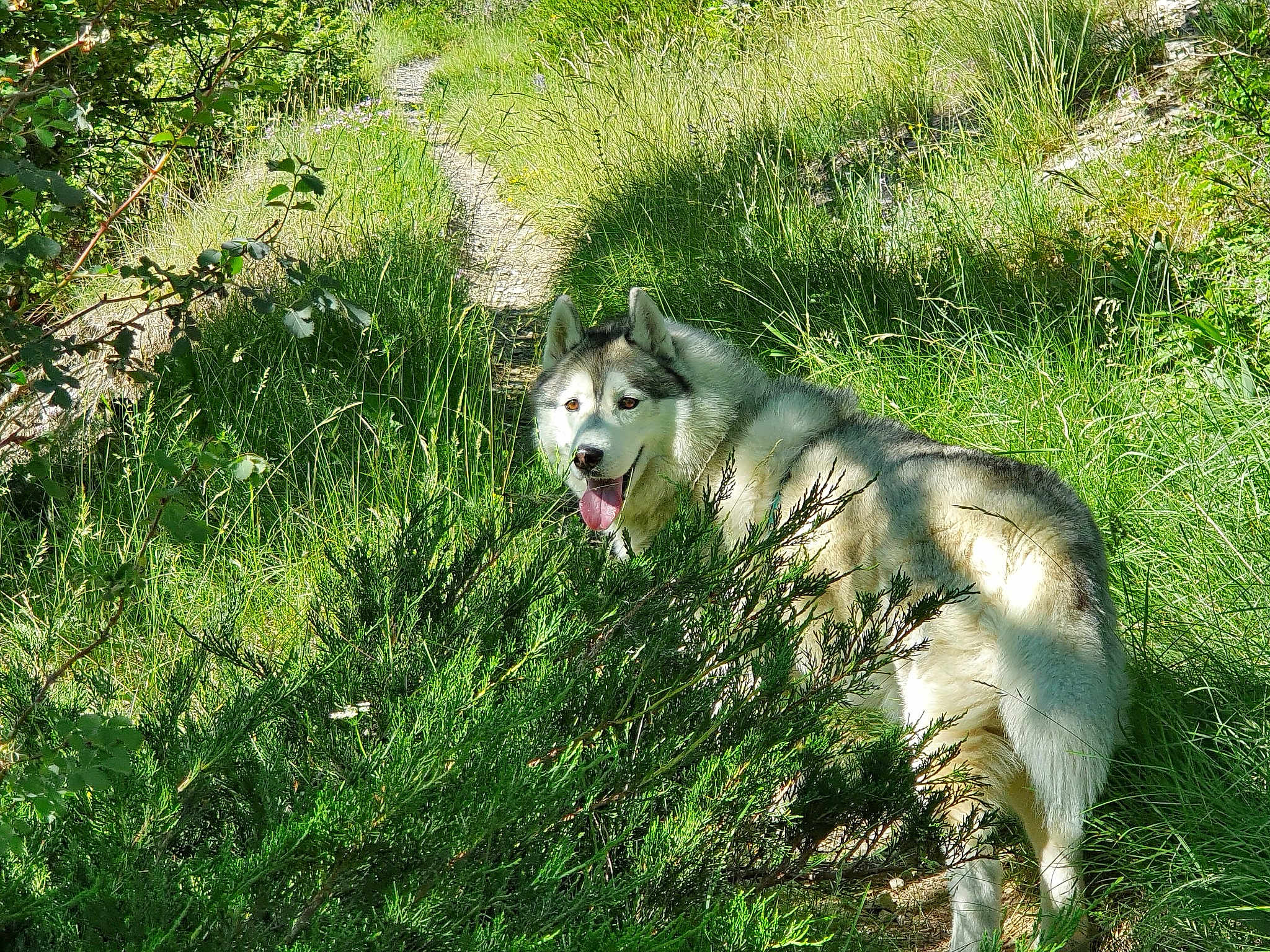 Dakota