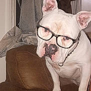 Casper joined the competition — help win amazing prizes! brown_couch, close_up, curtains, dog, domestic, ears, expression, face, furniture, glasses, hand, human_hand, indoor, nose, paw, pet, pet_accessory, rings, seated, white_dog