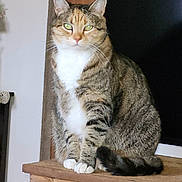 Fauna joined the competition — help win amazing prizes! cat, tabby, green_eyes, pet, animal, feline, indoor, wooden_cabinet, fur, whiskers, sitting, domestic_cat, tail, paws, household, calm, portrait, close_up, mammal, cute