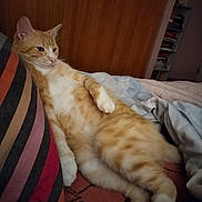 Snow a rejoint le concours — aidez-le/la à gagner de superbes lots ! cat, ginger_cat, white_fur, striped_pillow, bed, blanket, indoor, relaxed, feline, resting, fur, cute, pet, cozy, wooden_wall, domestic_animal, lying_down, comfort, animal, striped