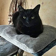Pallas participe au concours pour gagner de l'argent avec cette photo : abyssinian, animal, blackcat, cat, cushion, egyptiancat, furniture, homedecor, kitten, manx, pet