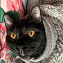 Pallas participe au concours pour gagner de l'argent avec cette photo : abyssinian, animal, bed, blackcat, blanket, cat, cushion, face, furniture, head, homedecor, indoors, kitten, manx, person, pet, photography, portrait, quilt, sleeping