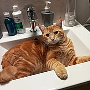 Joy a rejoint le concours — aidez-le/la à gagner de superbes lots ! cat, orange_tabby, sink, bathroom, domestic, pet, animal, relaxed, curious, fur, whiskers, soap_dispenser, bottle, countertop, household, indoor, feline, cute, resting, orange