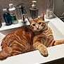 cat, orange_tabby, sink, bathroom, domestic, pet, animal, relaxed, curious, fur, whiskers, soap_dispenser, bottle, countertop, household, indoor, feline, cute, resting, orange