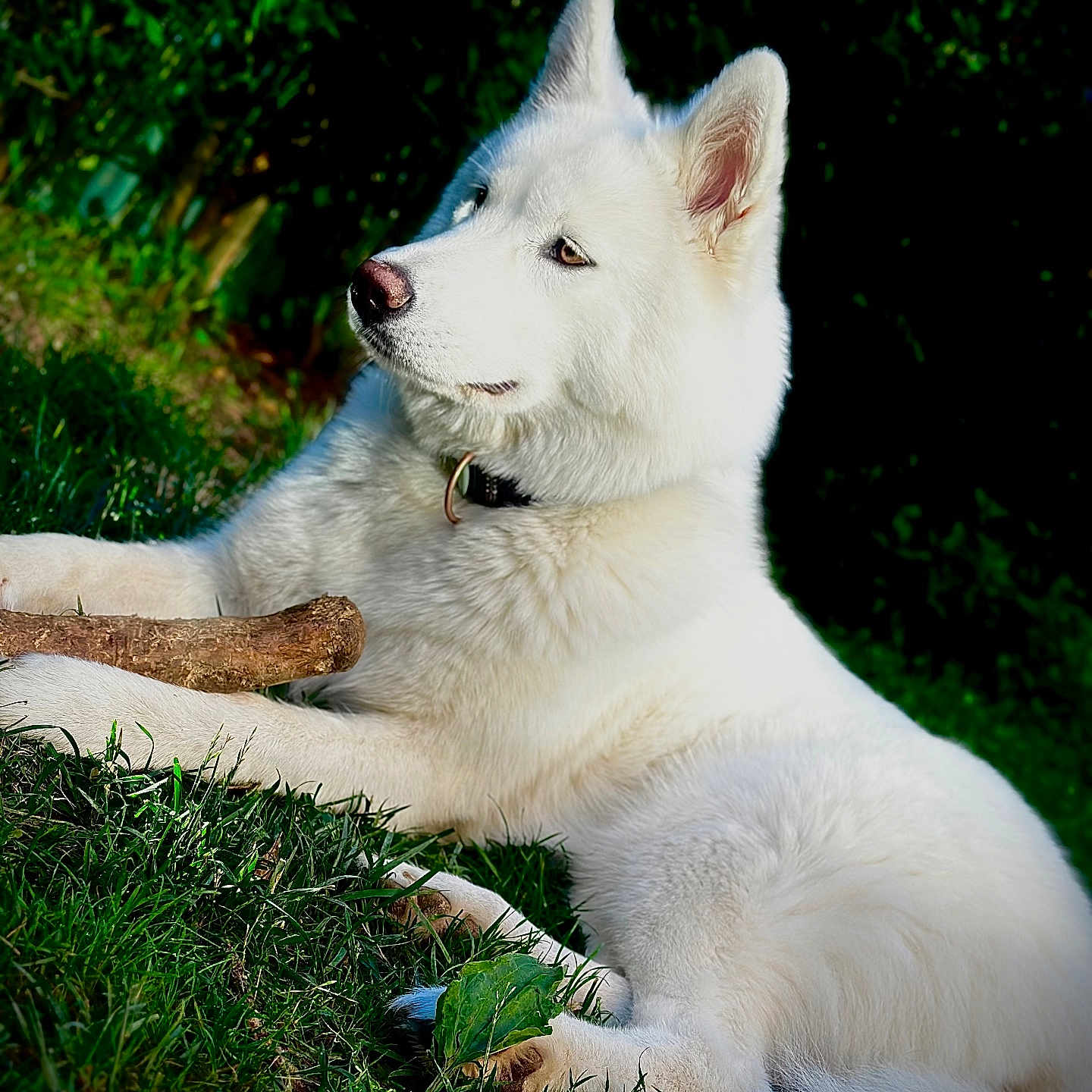 Végas participe au concours pour gagner de l'argent avec cette photo : animal, animal_portrait, canine, collar, daylight, dog, domestic_animal, fur, grass, greenery, leaf, nature, outdoor, pet, portrait, relaxed, resting, side_view, stick, white_dog