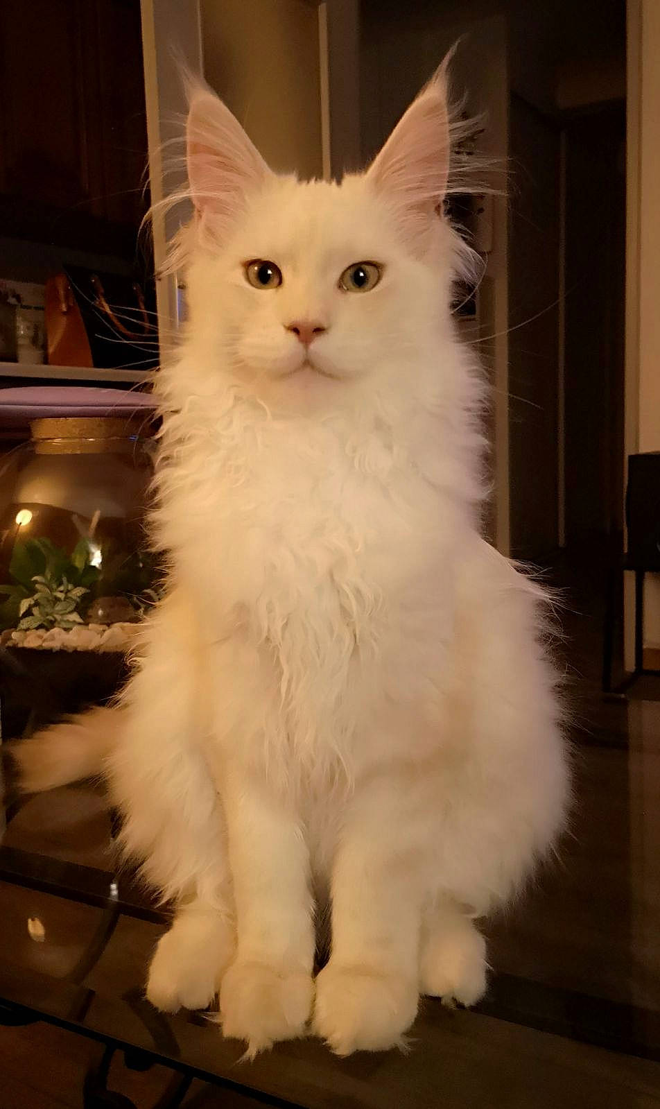 Uttam a rejoint le concours — aidez-le/la à gagner de superbes lots ! british_longhair, carnivore, cat, claw, domestic_short_haired_cat, event, felidae, fur, houseplant, paw, small_to_medium_sized_cats, snout, tail, terrestrial_animal, whiskers, window