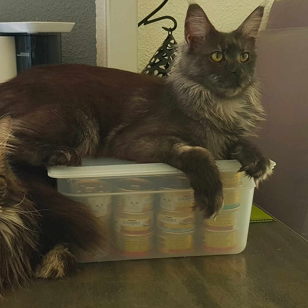 Orphan Black De Farmington