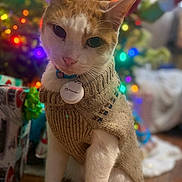 Chase is registered to the contest to win money with this photo: cat, knitted_sweater, christmas_tree, holiday_lights, present, indoor, pet, cute, feline, decorations, colorful, blurred_background, cozy, festive, wooden_floor, collar, tag, white_paws, orange_and_white_fur, sitting