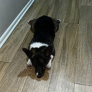 Roxy joined the competition — help win amazing prizes! animal, black, brown, canine, cute, dog, ears, floor, fur, home, indoor, lying_down, paws, pet, quiet, relaxed, resting, small, white, wooden_floor