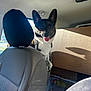 animal, backseat, car, cardboard_box, daylight, dog, doll, fabric, happy, headrest, interior, pet, seat, seat_cover, shadow, sunlight, tongue_out, toy, travel, window