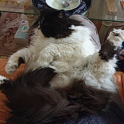 Lola participe au concours pour gagner de l'argent avec cette photo : cat, fluffy, black_and_white, pet, indoor, relaxed, lap, fur, table, dish, spoon, glass, home, cozy, carpet, tray, container, comfort, animal, resting