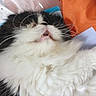 Lola participe au concours pour gagner de l'argent avec cette photo : cat, fluffy, black_and_white, whiskers, teeth, indoor, orange_background, feline, pet, close_up, cute, animal, fur, sleepy, domestic, relaxed, resting, portrait, mammal, companion