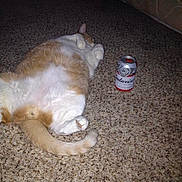Goldie is registered to the contest to win money with this photo: animal, beer_can, budweiser, carpet, cat, cute, domestic_cat, feline, floor, fluffy, funny, household, indoor, lazy, lying_down, orange_cat, pet, relaxed, tail, white_cat