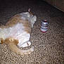 animal, beer_can, budweiser, carpet, cat, cute, domestic_cat, feline, floor, fluffy, funny, household, indoor, lazy, lying_down, orange_cat, pet, relaxed, tail, white_cat