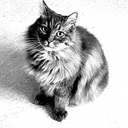 Sheldon participe au concours pour gagner de l'argent avec cette photo : cat, fluffy, fur, pet, animal, whiskers, sitting, curious, portrait, black_and_white, feline, domestic, cute, indoor, close_up, looking_up, soft_texture, eyes, paw, calm