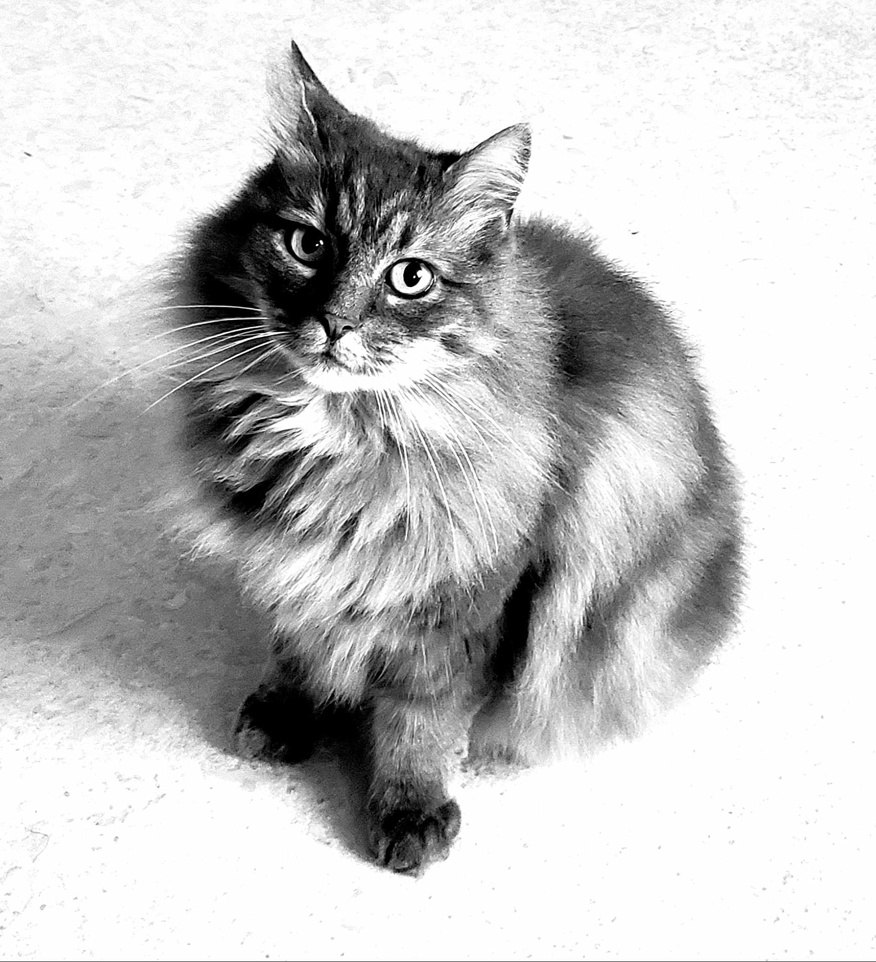 Sheldon participe au concours pour gagner de l'argent avec cette photo : cat, fluffy, fur, pet, animal, whiskers, sitting, curious, portrait, black_and_white, feline, domestic, cute, indoor, close_up, looking_up, soft_texture, eyes, paw, calm