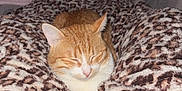 Ninou participe au concours pour gagner de l'argent avec cette photo : animal, blanket, cat, couch, cozy, domestic, ears, feline, fur, home, indoor, leopard_print, mammal, orange_cat, pet, relaxation, resting, sleeping, soft_texture, whiskers