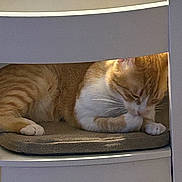 Ninou participe au concours pour gagner de l'argent avec cette photo : animal, cat, chair, cozy, cushion, cute, furniture, ginger_cat, grooming, home, indoor, paw, pet, relaxation, resting, sleepy, striped, sunlight, whiskers, white_cat