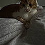 Ninou participe au concours pour gagner de l'argent avec cette photo : animal, bed, bedding, blanket, calm, cat, cozy, domestic, feline, indoor, orange_cat, patterned, pet, quiet, relaxed, resting, shadow, sleepy, soft_light, white_cat