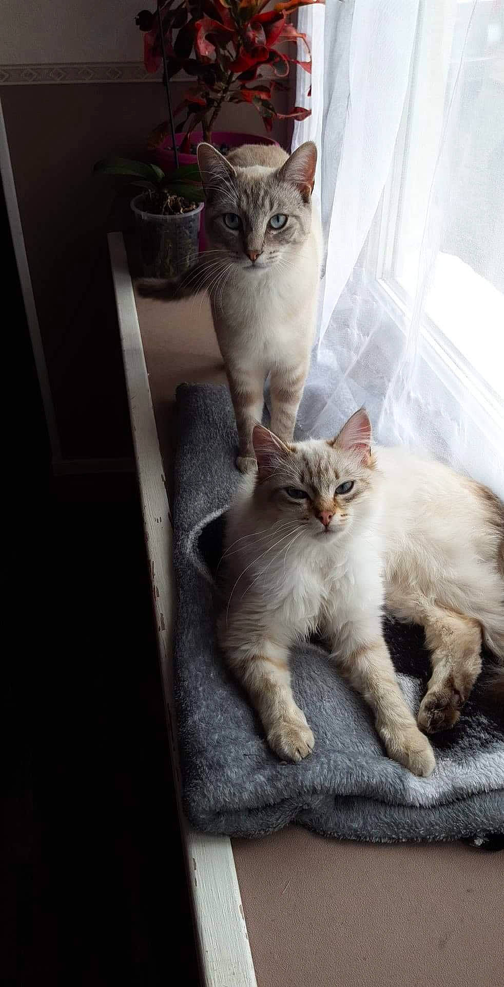 Simba Et Snoopy a rejoint le concours — aidez-le/la à gagner de superbes lots ! carnivore, cat, claw, comfort, domestic_short_haired_cat, door, fawn, felidae, fur, grey, paw, plant, sitting, small_to_medium_sized_cats, snout, tail, terrestrial_animal, whiskers, window, wood