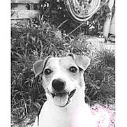 Milo participe au concours pour gagner de l'argent avec cette photo : dog, pet, smiling, tongue_out, sitting, garden, grass, pebbles, black_and_white, outdoor, happy, cute, animal, small_dog, ears, face, nature, yard, leaves, playful