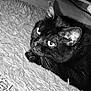 black_cat, cat, pet, animal, feline, indoor, closeup, fur, whiskers, ears, eyes, texture, rug, floor, resting, portrait, monochrome, black_and_white, curious, domestic_cat