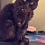 cat, black_cat, pet, feline, whiskers, collar, bell, green_eyes, sitting, desk, mouse_pad, computer_accessories, indoor, curious, furry, animal, close_up, portrait, home, furniture