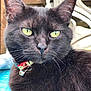 cat, black_cat, close_up, outdoor, pet, feline, collar, bell, yellow_eyes, whiskers, fur, relaxed, plastic_chair, background_blur, animal, domestic_cat, portrait, daylight, resting, cute