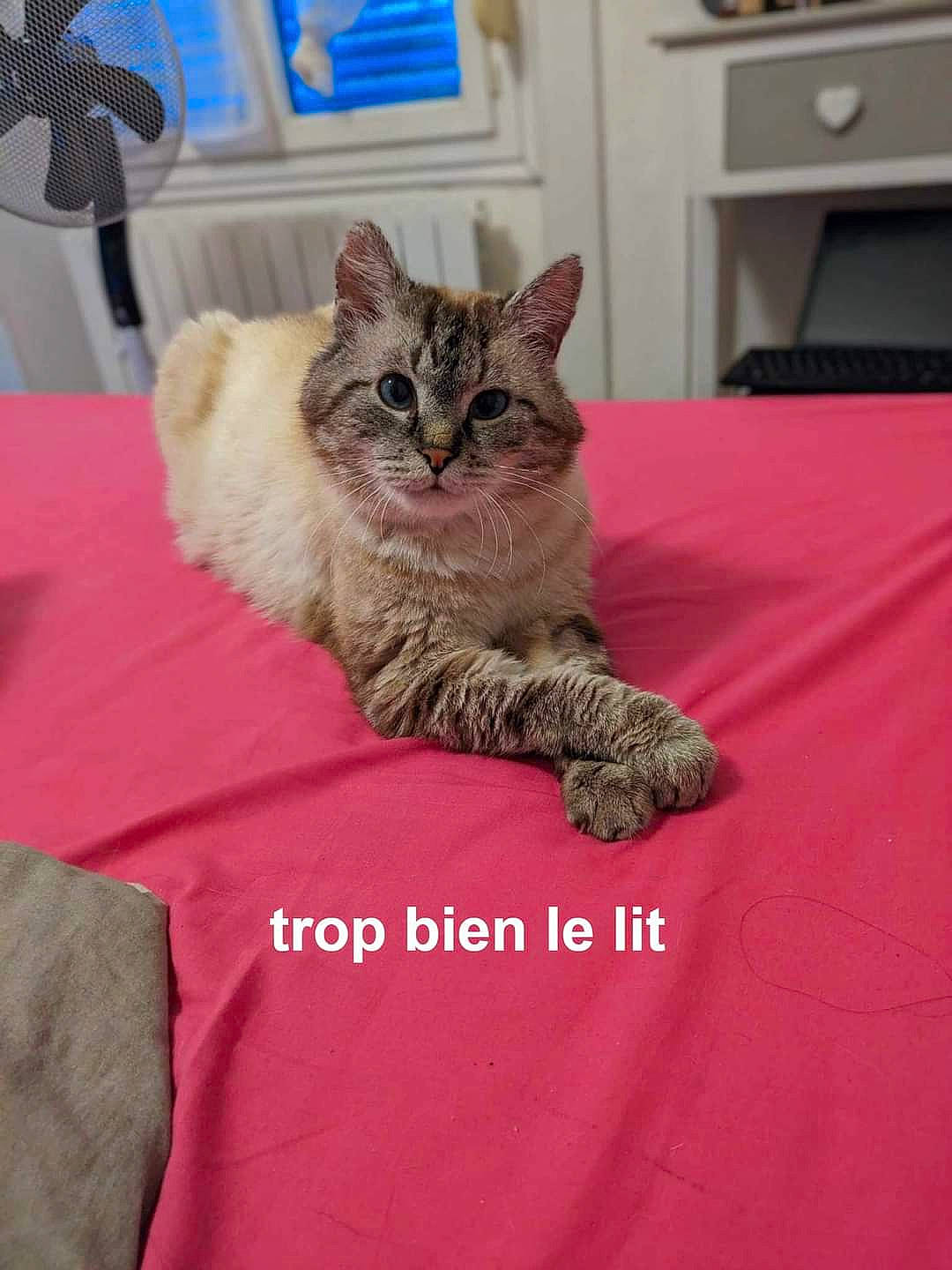 Yo-yo participe au concours pour gagner de l'argent avec cette photo : bedding, carnivore, cat, claw, comfort, couch, domestic_short_haired_cat, drawer, felidae, fur, grey, kitchen_appliance, linens, mechanical_fan, paw, room, small_to_medium_sized_cats, snout, tail, whiskers