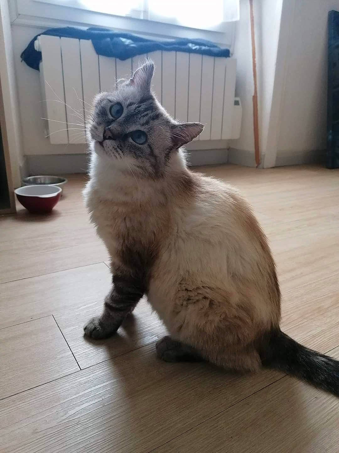 Yo-yo participe au concours pour gagner de l'argent avec cette photo : carnivore, cat, claw, comfort, domestic_short_haired_cat, door, fawn, felidae, floor, flooring, fur, hardwood, paw, small_to_medium_sized_cats, tail, terrestrial_animal, whiskers, wood