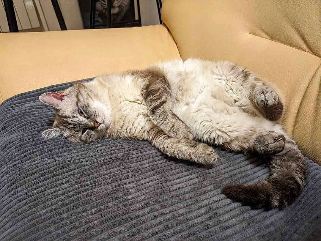 Yo-yo participe au concours pour gagner de l'argent avec cette photo : carnivore, cat, claw, comfort, companion_dog, couch, domestic_short_haired_cat, duvet, felidae, flooring, fur, grey, linens, nap, paw, small_to_medium_sized_cats, snout, tail, terrestrial_animal, whiskers