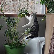 Elza Dit Zazou participe au concours pour gagner de l'argent avec cette photo : cat, indoor, plant, green_pot, litter_box, window, tree, floor, tile, toy, ball, collar, curious, paw, leaf, houseplant, pet, animal, mischief, light