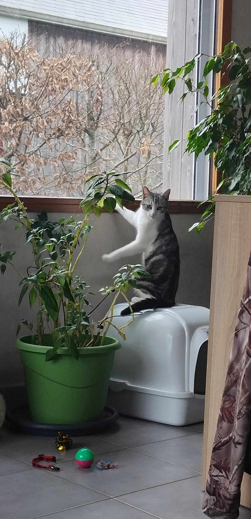 Elza Dit Zazou participe au concours pour gagner de l'argent avec cette photo : cat, indoor, plant, green_pot, litter_box, window, tree, floor, tile, toy, ball, collar, curious, paw, leaf, houseplant, pet, animal, mischief, light