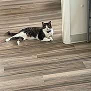 Romeo joined the competition — help win amazing prizes! animal, blue_collar, calm, cat, companion, curious, domestic_cat, doorway, feline, flooring, household, indoor, lying_down, pet, quiet, relaxed, tabby_cat, wall, white_paws, wooden_floor