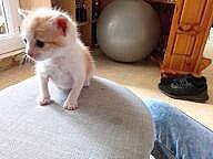 Tigrou participe au concours pour gagner de l'argent avec cette photo : carnivore, companion_dog, dog, dog_breed, floor, flooring, fur, hardwood, paw, room, tail, terrestrial_animal, toy_dog, wood, wood_flooring, working_animal